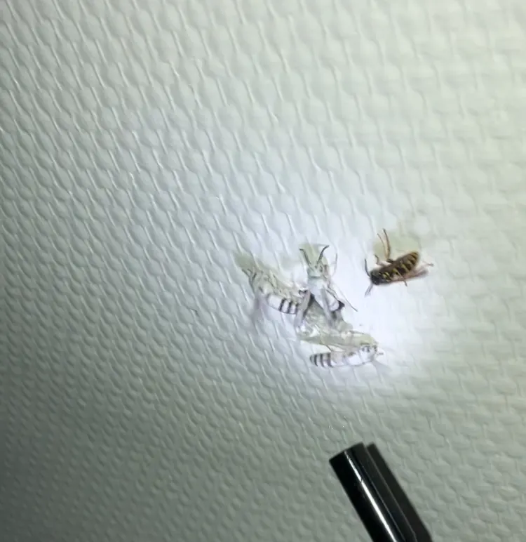 Guêpes qui percent le plafond d'une pièce, éclairées à la lampe