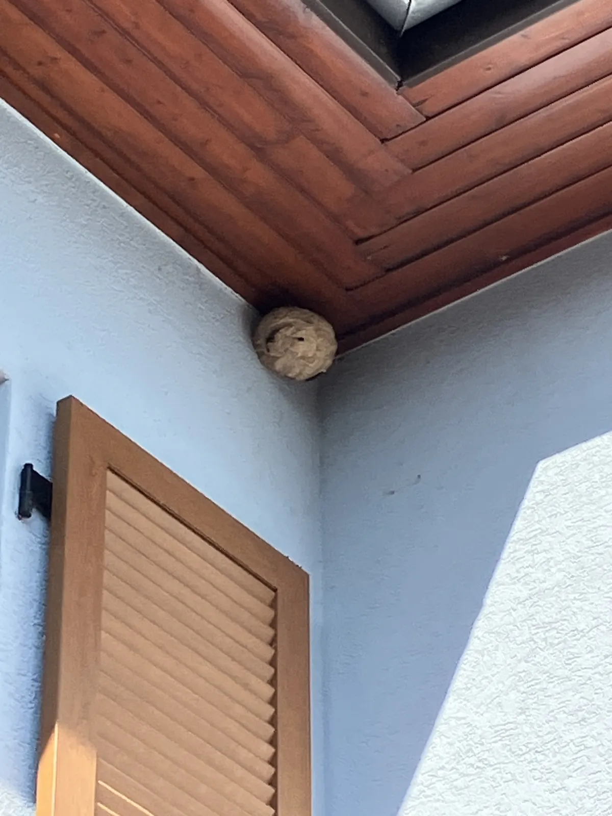 Nid de guêpes accroché sous un avant-toit en bois, au-dessus d'un volet
