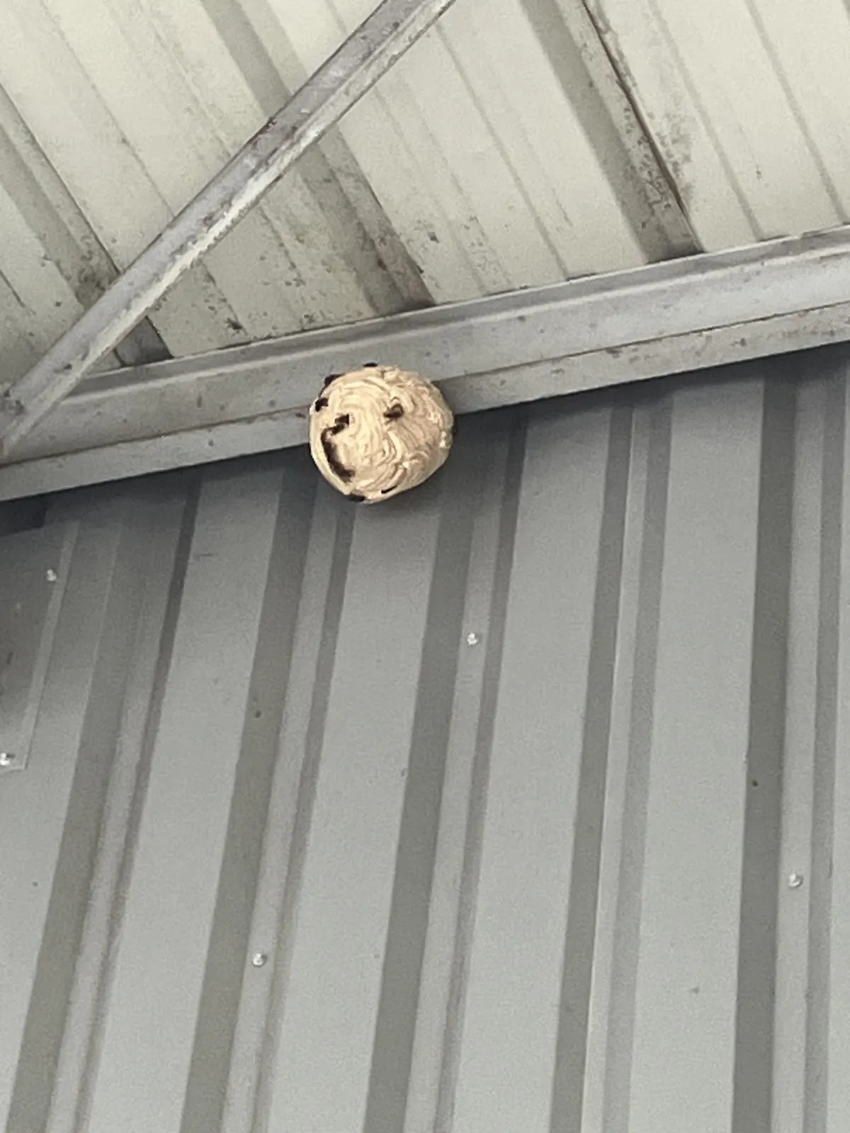 Nid de guêpes sous le bardage métallique d'un hangar